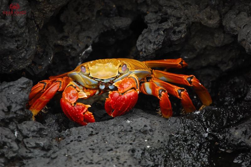 red crab