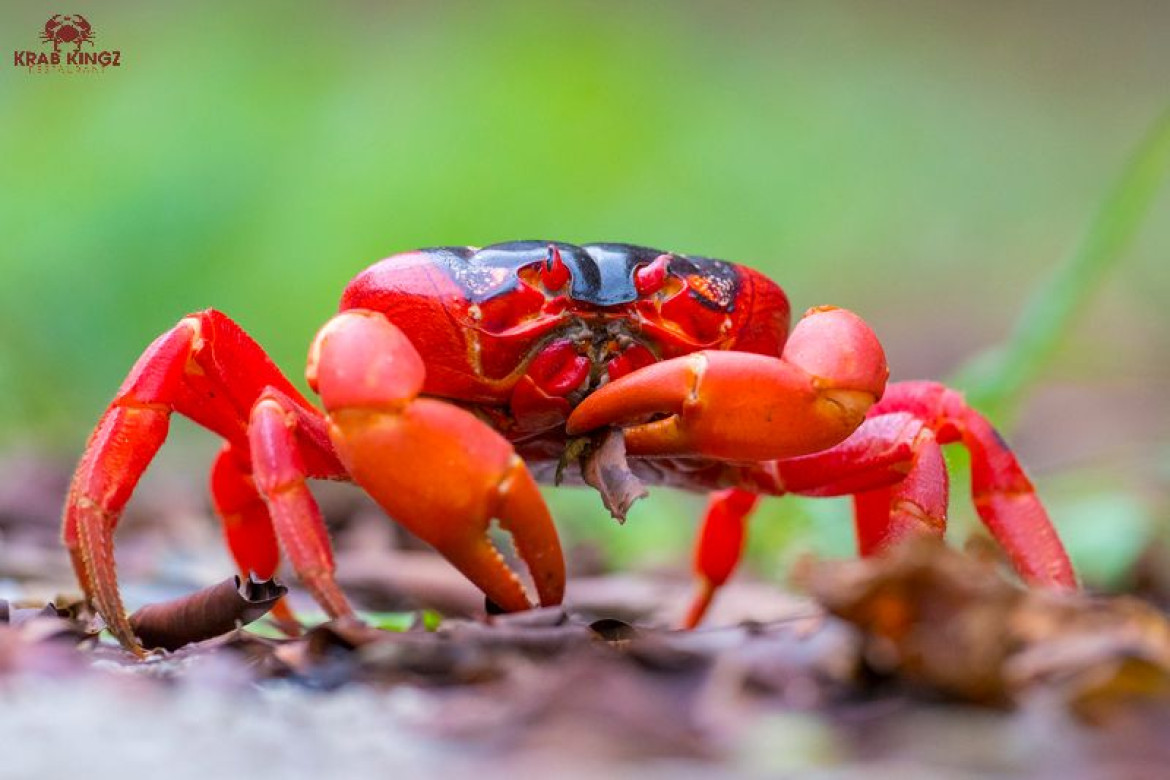 Learn How to Make the Perfect Red Crab Recipe | Red Crab