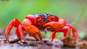 Learn How to Make the Perfect Red Crab Recipe | Red Crab