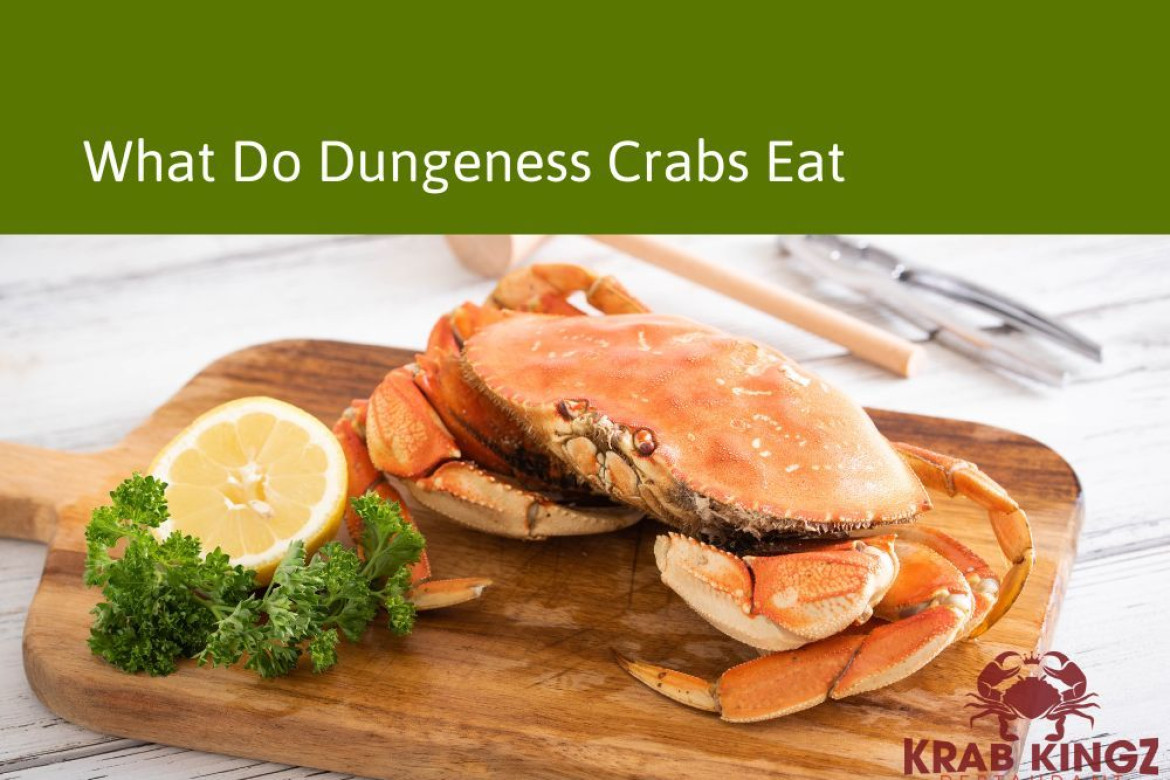 What Do Dungeness Crab Eat? Krab Kingz
