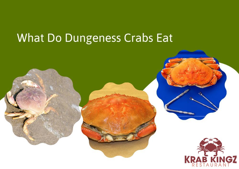 what do dungeness crab eat